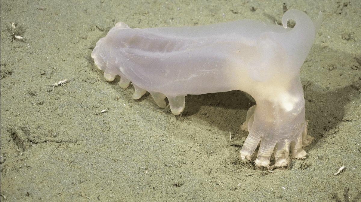 None Dalla spedizione in un canyon sottomarino sono emerse 57 nuove specie degli abissi