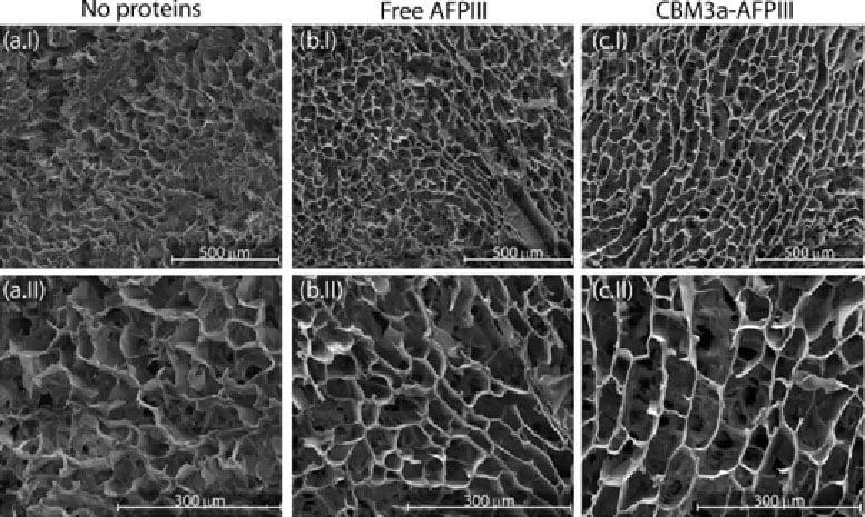Super ghiaccio al microscopio elettronico a scansione