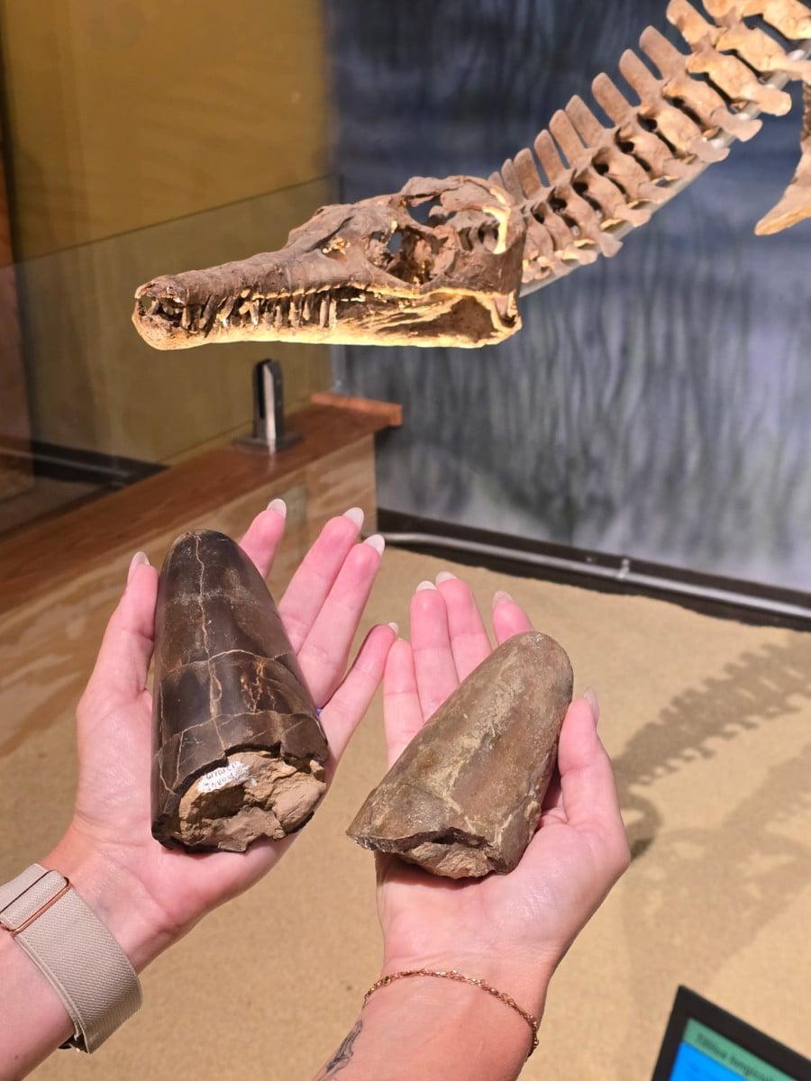 Gli scienziati hanno trovato una creatura simile a un calamaro, dalla forma di un barile, risalente al Giurassico: «una delle più tozze»