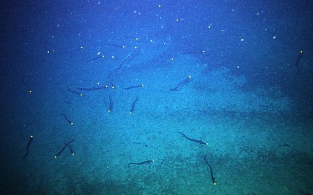 Milioni di misteriose anguille di acque profonde riprese mentre si radunano al largo delle coste della Tasmania