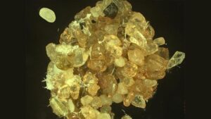 Gli scienziati trovano un modo per trasformare la sabbia del deserto in «sabbia viva» che trattiene l’acqua sei volte più a lungo