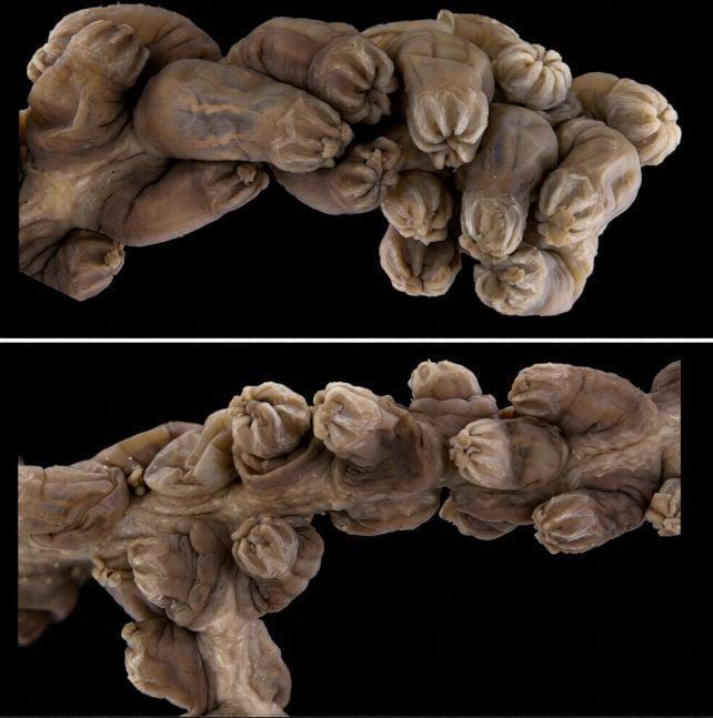 None Il misterioso corallo «albero dorato» è così strano che gli scienziati hanno dovuto creare una nuova famiglia nell’albero della vita