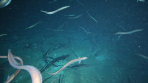 Milioni di anguille di acque profonde riprese mentre si radunano al largo delle coste australiane