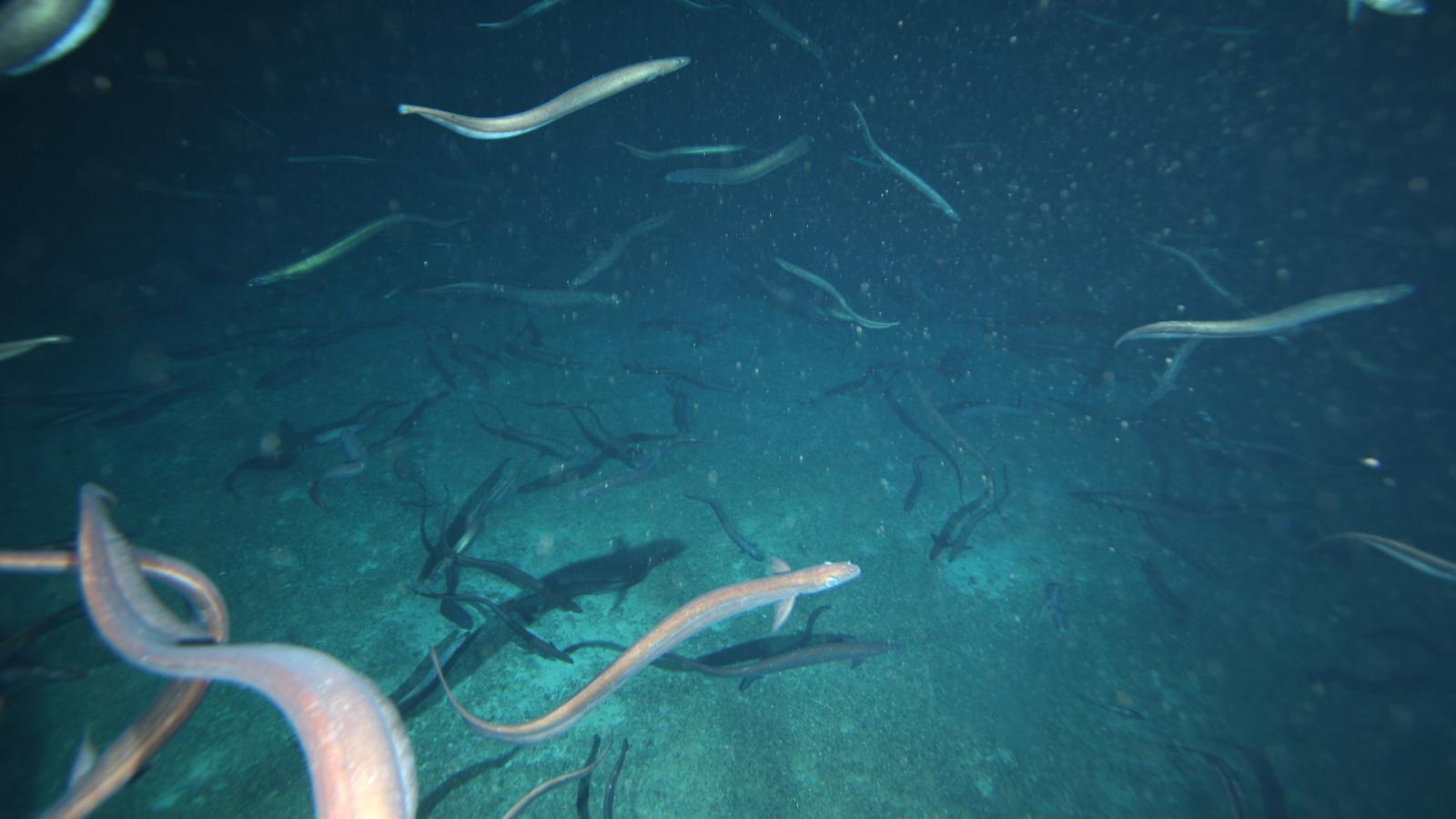 Milioni di anguille di acque profonde riprese mentre si radunano al largo delle coste australiane