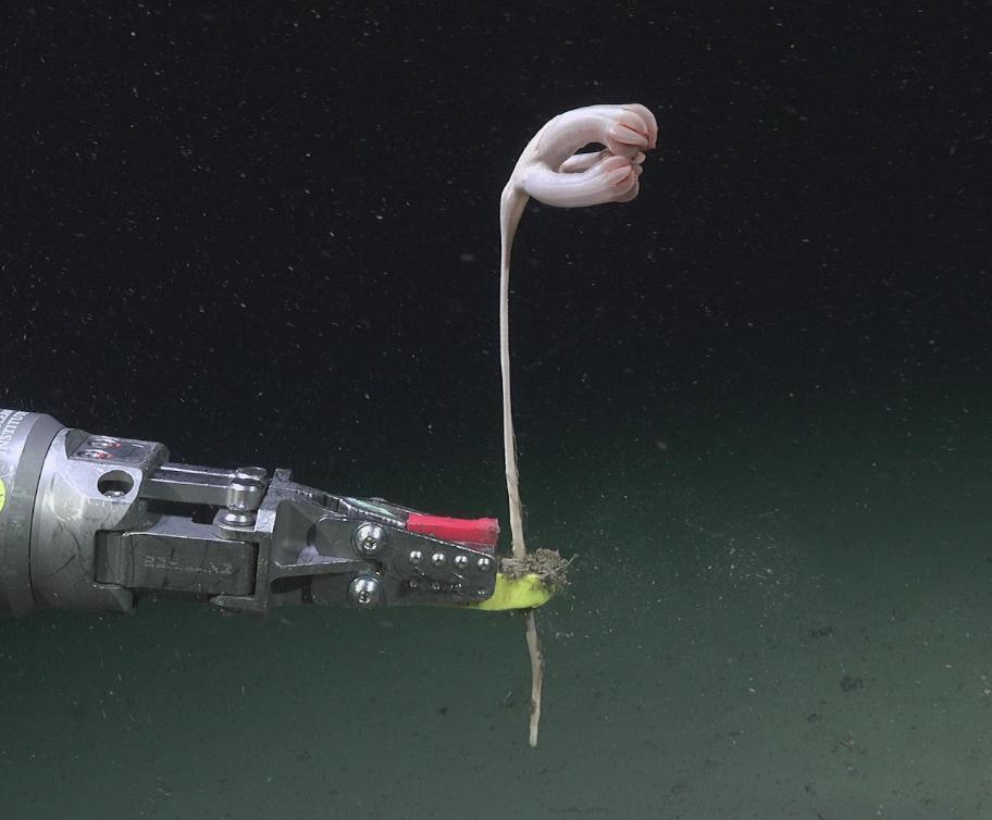 None Dalla spedizione in un canyon sottomarino sono emerse 57 nuove specie degli abissi