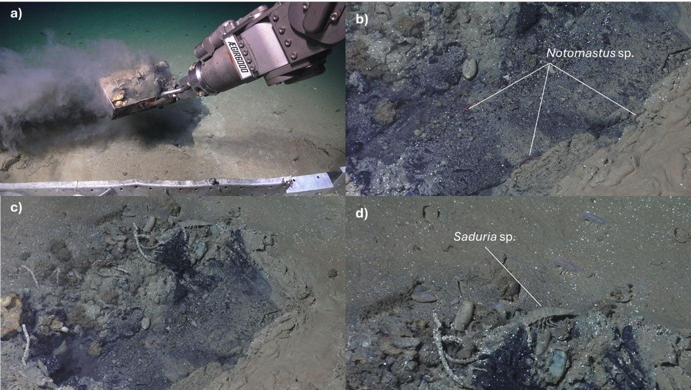Gli scienziati hanno esaminato una strana zona del fondale marino. Era una tomba sommersa