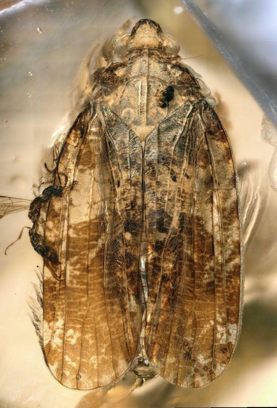 None Fossile in ambra di un planthopper Neazoniid