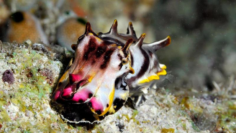 Una piccola seppia bianca, nera, rosa e gialla nuota sul fondale marino.