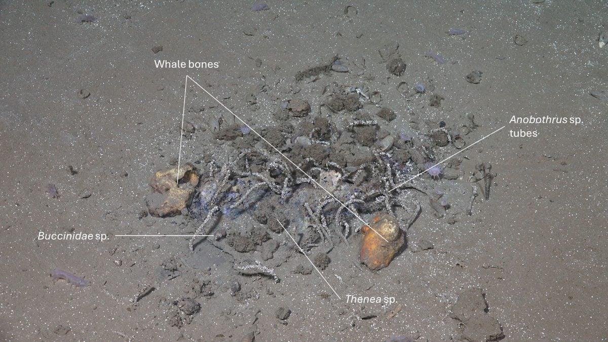 Gli scienziati hanno esaminato una strana zona del fondale marino. Hanno portato alla luce una tomba sommersa