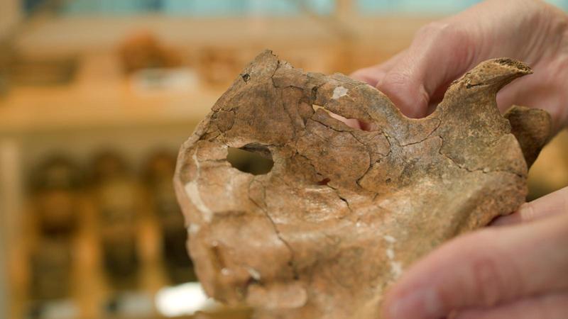 una persona dalla pelle chiara tiene in mano una scapola sinistra di un Neanderthal; nell’osso c’è un foro rotondo