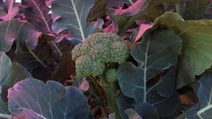 Pannelli solari rosa: la soluzione che permette di coltivare la terra e produrre energia nello stesso spazio