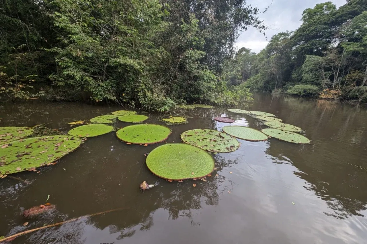 Un selfie su Instagram rivela una nuova specie di ninfea gigante