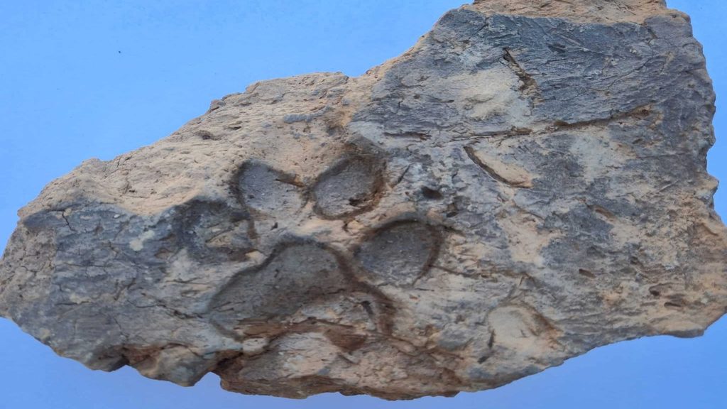 Impronta di un cane risalente a 4.000 anni fa rinvenuta in Turchia