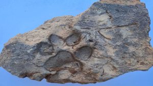Impronta di un cane risalente a 4.000 anni fa rinvenuta in Turchia