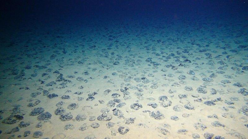 Noduli di manganese sul fondale marino nella zona Clarion-Clipperton