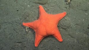 Una spedizione virale nelle profondità marine ha trovato un vero Patrick di SpongeBob e 57 nuove specie