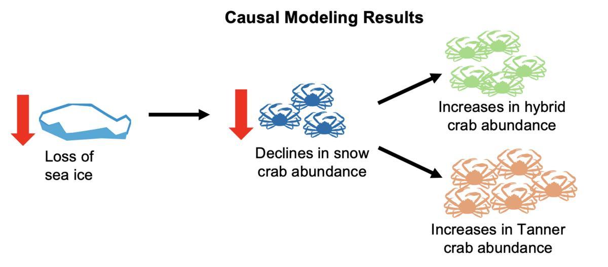 None Nel 2025, i pescherecci a strascico hanno iniziato all’improvviso a pescare granchi ibridi rari in quantità record nel Mare di Bering. Ora sappiamo perché