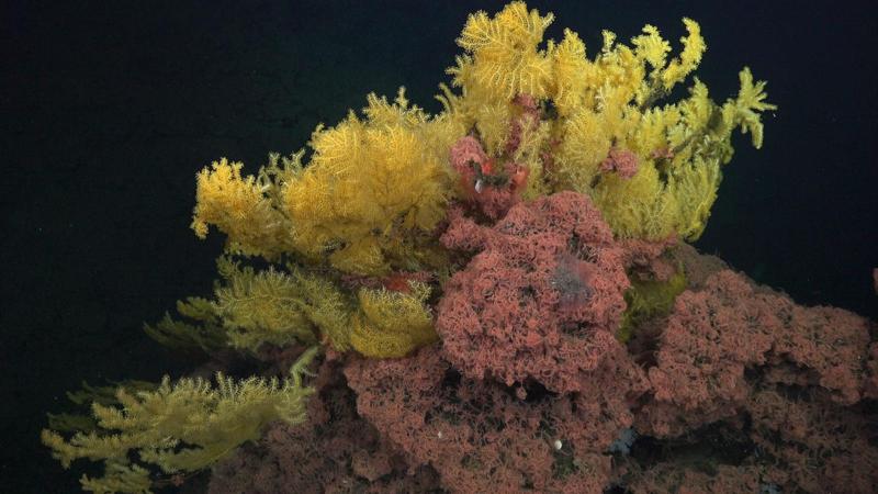 Il misterioso corallo «albero dorato» è così strano che gli scienziati hanno dovuto creare una nuova famiglia nell’albero della vita