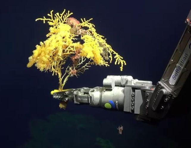 None Il misterioso corallo «albero dorato» è così strano che gli scienziati hanno dovuto creare una nuova famiglia nell’albero della vita