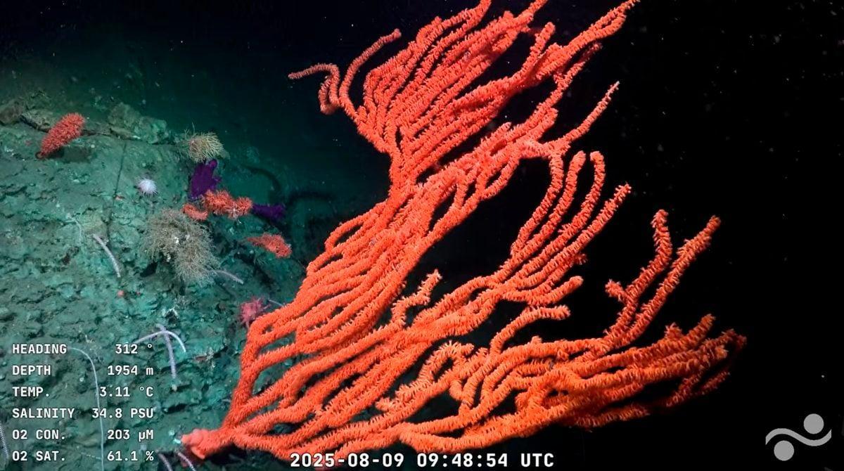 None Dalla spedizione in un canyon sottomarino sono emerse 57 nuove specie degli abissi