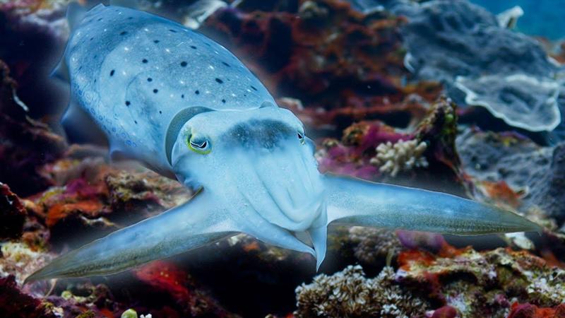 None La seppia ipnotizza la preda | Blue Planet II | BBC Earth - YouTube