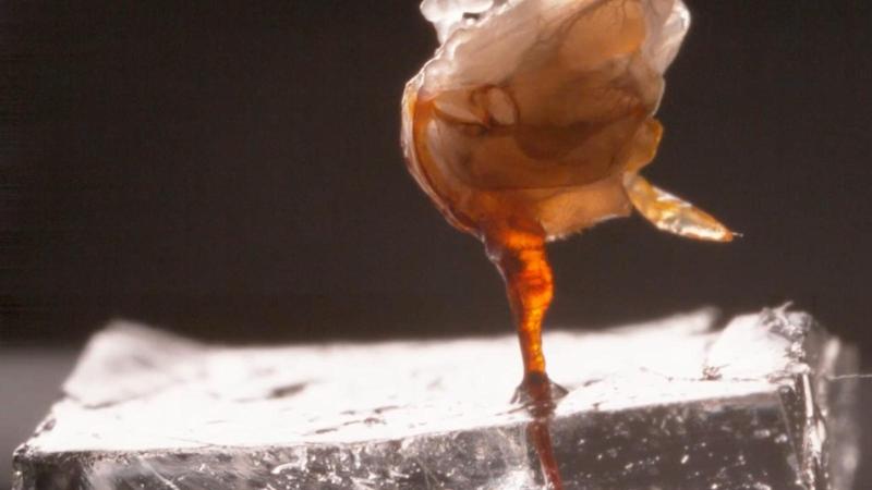 Un video incredibilmente inquietante mostra un pungiglione d’ape come non l’hai mai visto prima