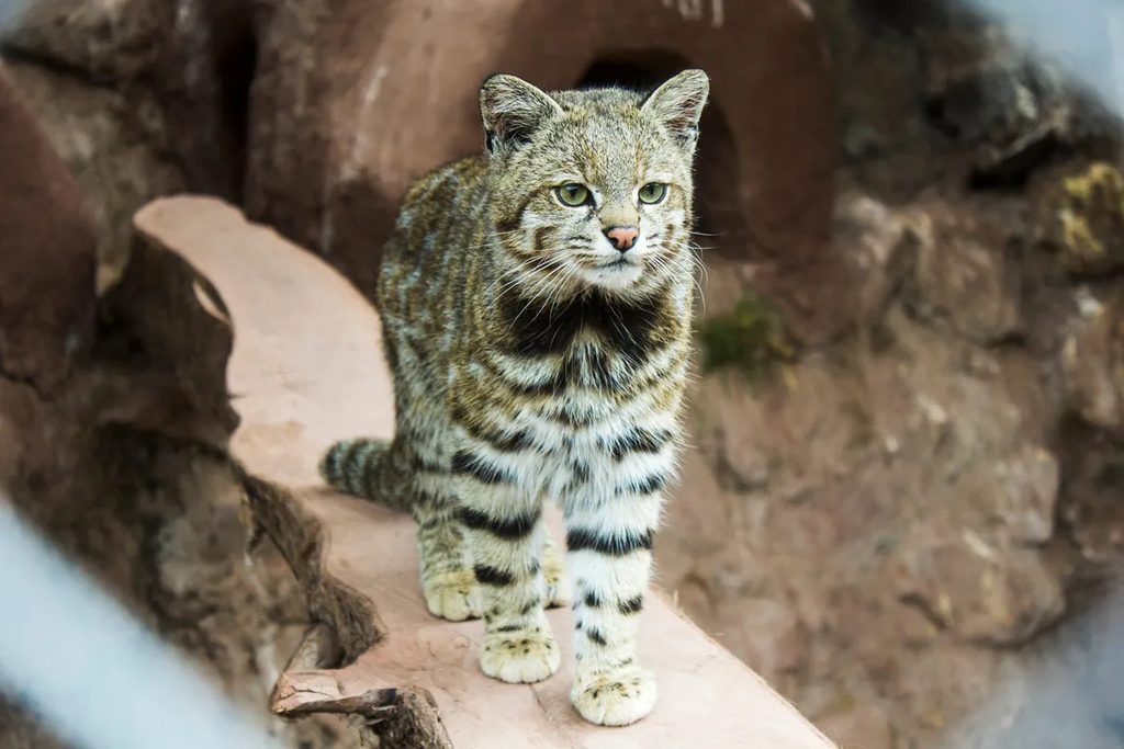 Raro felino conosciuto come il “fantasma delle Ande” avvistato in Argentina