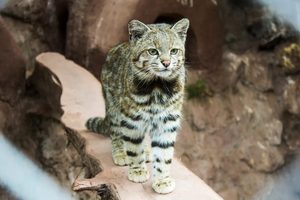 Raro felino conosciuto come il “fantasma delle Ande” avvistato in Argentina