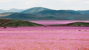 Il deserto di Atacama si trasforma in un “mare fiorito” grazie a El Niño