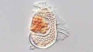 Scoperto un microbo con uno dei genomi più piccoli mai registrati, che spinge i limiti di ciò che significa essere vivi