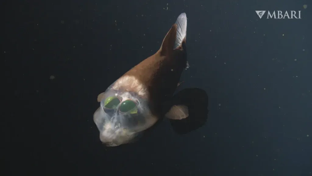 Il pesce dagli occhi verdi e la testa trasparente riappare nelle profondità dell’oceano