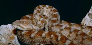 I morsi di serpente sono un problema molto più grave di quanto pensassimo: un nuovo studio mappa i pericoli nascosti