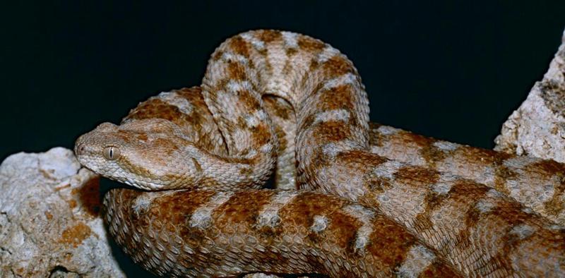 I morsi di serpente sono un problema molto più grave di quanto pensassimo: un nuovo studio mappa i pericoli nascosti