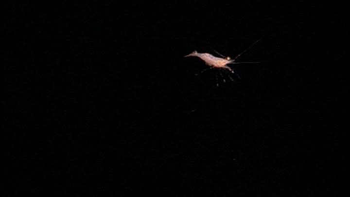 None Una GIF di una seppia rossa che afferra un gamberetto con i tentacoli