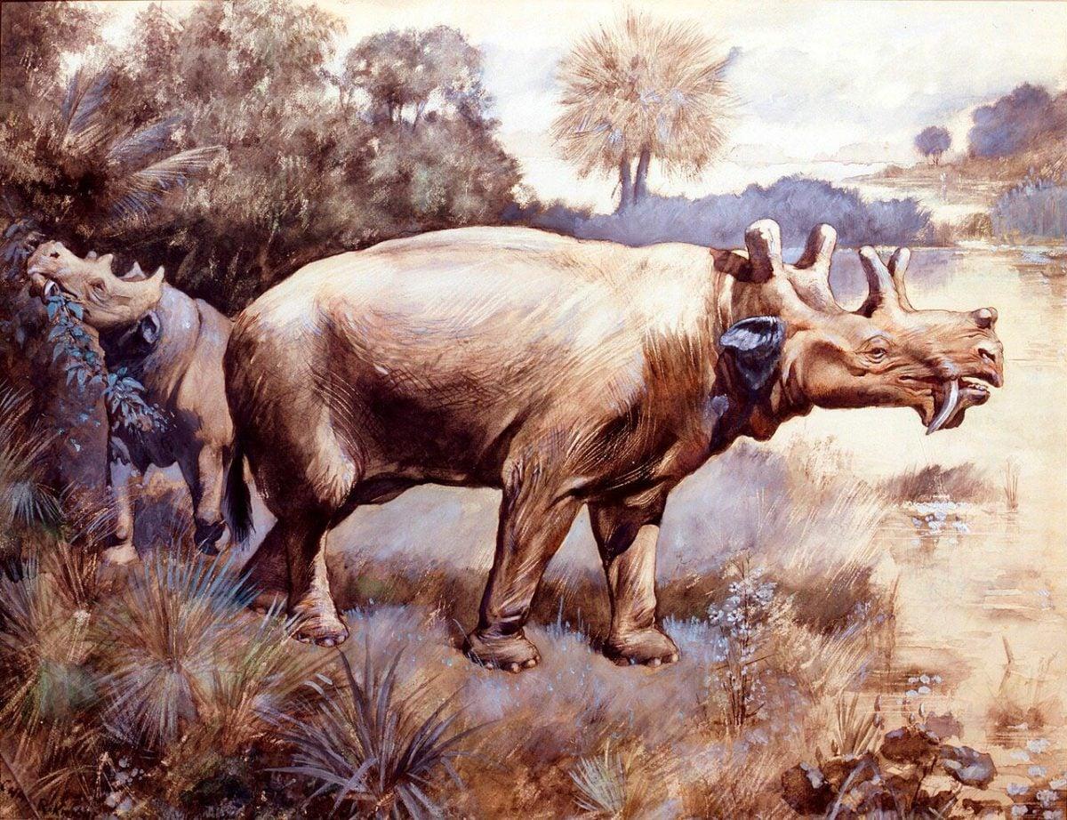 Illustrazione di uintateri