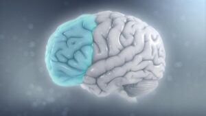 Un’immagine di un cervello con la corteccia prefrontale evidenziata.