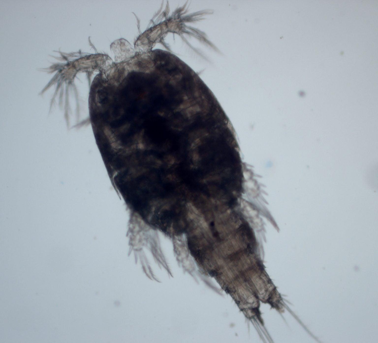 None Dalla spedizione in un canyon sottomarino sono emerse 57 nuove specie degli abissi