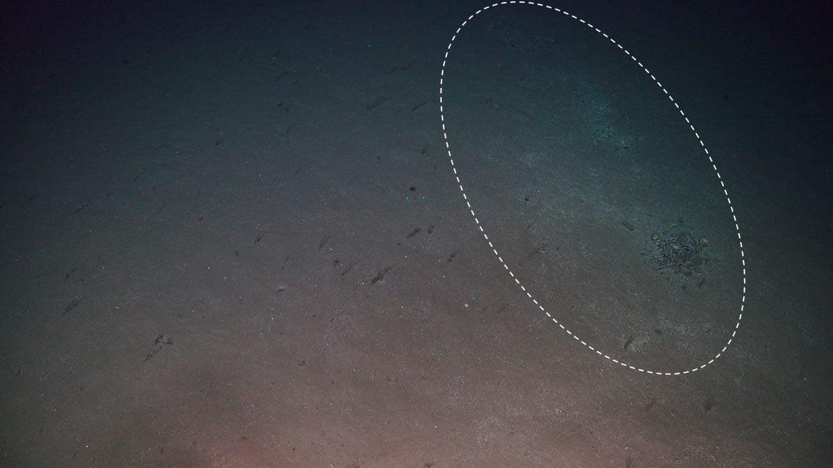 Gli scienziati hanno esaminato una strana zona del fondale marino. Hanno portato alla luce una tomba sommersa