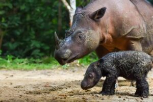 Madre e cucciolo di rinoceronte di Sumatra
