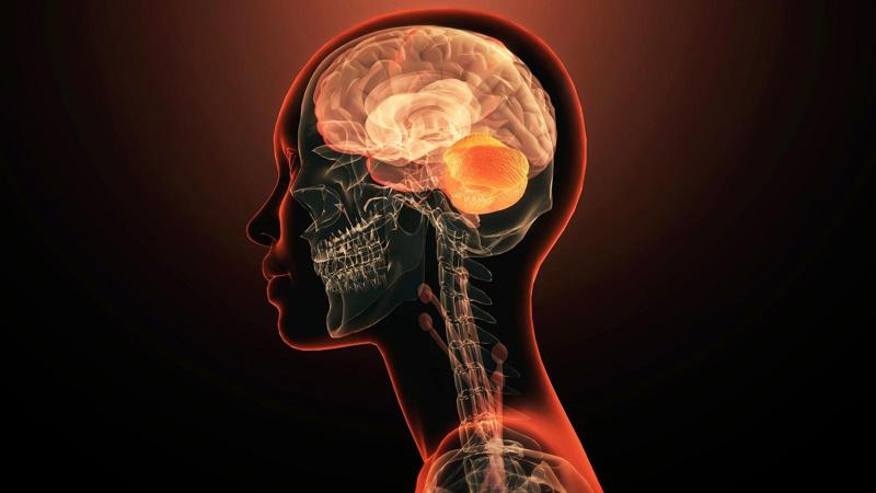 Illustrazione di una persona traslucida con varie aree del cervello illuminate di arancione.