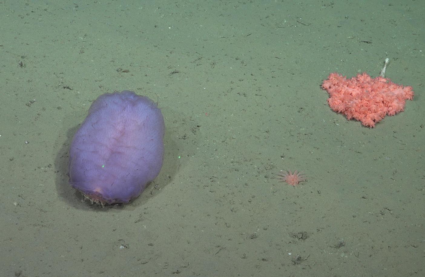 None Dalla spedizione in un canyon sottomarino sono emerse 57 nuove specie degli abissi