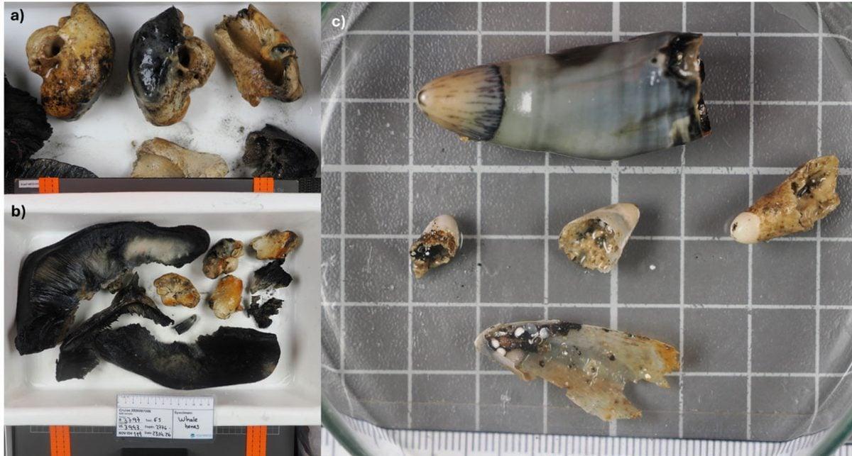 Gli scienziati hanno esaminato una strana zona del fondale marino. Hanno portato alla luce una tomba sommersa