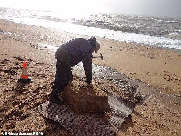 Dei turisti belgi hanno scoperto i resti di un ittiosauro gigante di 174 milioni di anni mentre passeggiavano su una spiaggia