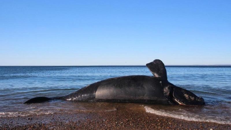 La carcassa di una balena giace su una spiaggia.