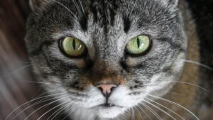 Proprietari di gatti: c’è un parassita di cui probabilmente non avete mai sentito parlare, ed è più comune in inverno