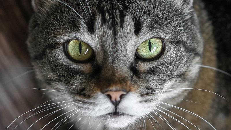 Proprietari di gatti: c’è un parassita di cui probabilmente non avete mai sentito parlare, ed è più comune in inverno