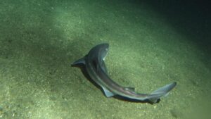 Squalo spinarolo (Squalus acanthias)/Wikimedia