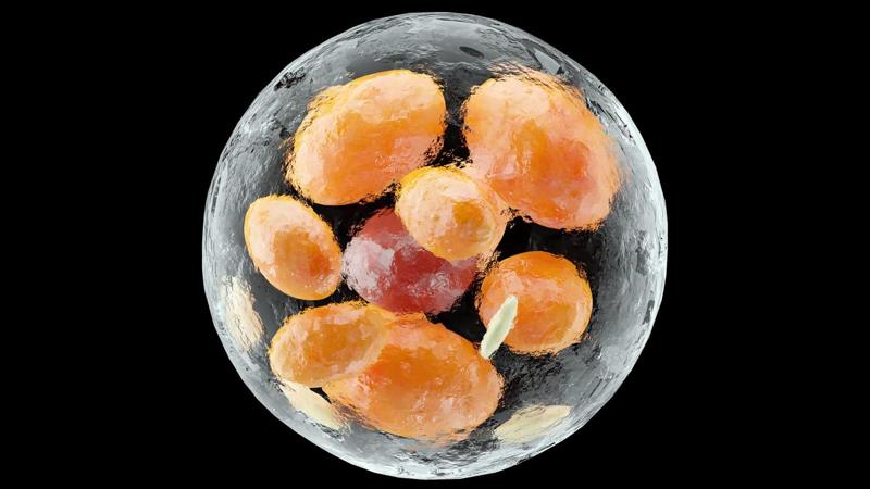 Cellula di grasso bruno