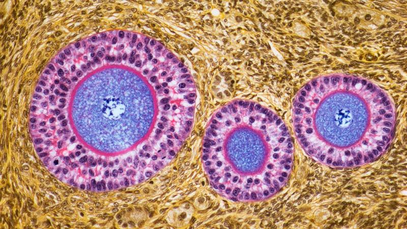 Dopo la menopausa, le ovaie assumono un intrigante secondo ruolo