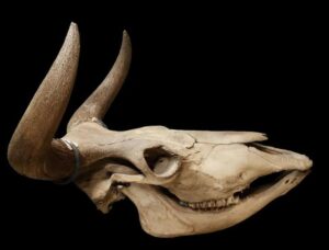 Cranio di uro della Scania dal Museo biologico dell’Università di Lund
